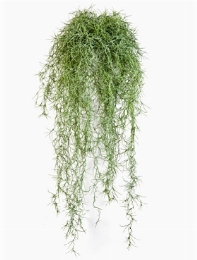 Long hair Hanging Bush