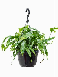 Microsorum diversifolium Hanger 40 cm