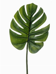 Monstera Blad