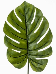 Monstera Blad