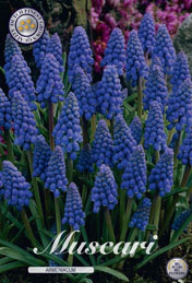 Muscari Armeniacum met 5 zakjes verpakt a 20 bollen