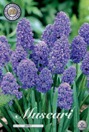 Muscari Artist met 5 zakjes verpakt a 15 bollen