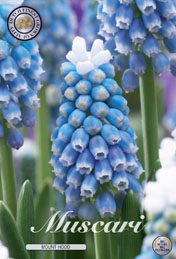 Muscari Mount Hood met 5 zakjes verpakt a 10 bollen