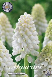 Muscari White Magic met 5 zakjes verpakt a 10 bollen