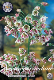 Nectaroscordum Siculum Ssp Bulgaricum met 5 zakjes verpakt a 7 bollen