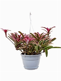 Neoregelia fireball donger Hanger 50 cm