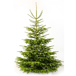 Nordmann kerstboom naturel 175cm
