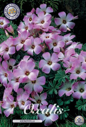 Oxalis Adenophylla met 5 zakjes verpakt a 5 bollen