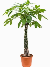 Pachira aquatica Stam gevl. 190 cm