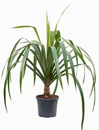 Pandanus utilis Stam 130 cm