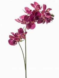 Phalaenopsis Tak Mauve