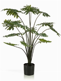 Philodendron Bush (14 lvs.)
