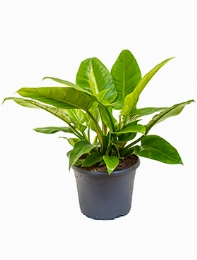Philodendron `Imperial Green Bush 50 cm