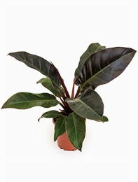 Philodendron `Imperial Red Bush 55 cm