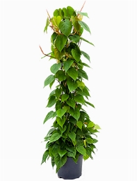 Philodendron scandens Draadzuil 130 cm
