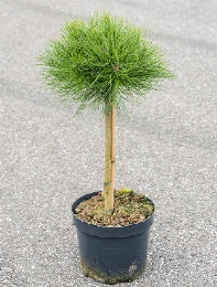 Pinus marie bregeon Stam 85 cm