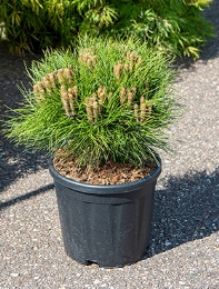 Pinus nigra marie bregon Bush 60 cm