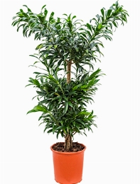 Pleomele reflexa Multi stam 140 cm