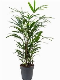 Rhapis excelsa Toef 125 cm