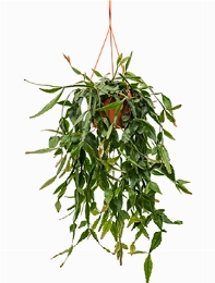 Rhipsalis eliptica Hanger 50 cm