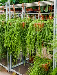 Rhipsalis kirbergii Hanger 60 cm