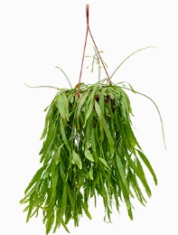 Rhipsalis ramulosa red coral Hanger 60 cm