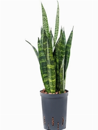 Sansevieria coral black Toef 50 cm