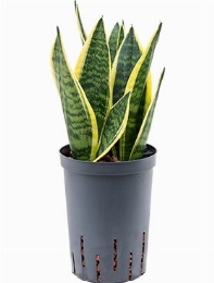 Sansevieria futura superba Toef 35 cm