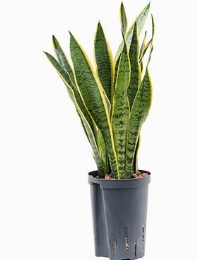 Sansevieria laurentii Toef 50 cm