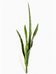 Sansevieria Toef