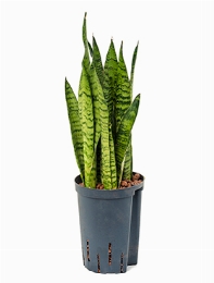 Sansevieria zeylanica Toef 45 cm