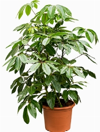 Schefflera actinophylla Amate Toef 4pp 160 cm