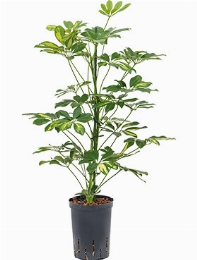 Schefflera gold capella 2pp 60 cm