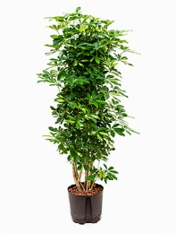 Schefflera gold capella Vertakt|zuil 140 cm
