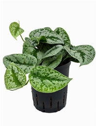 Scindapsus pictus Trebie Hanger 25 cm