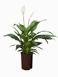 Spathiphyllum Mont Blanc 50 cm