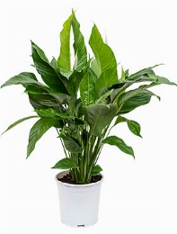 Spathiphyllum Sweet Lauretta Bush 90 cm