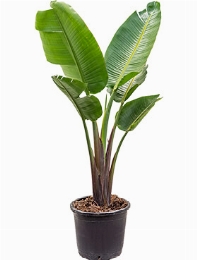 Strelitzia nicolai 1pp 160 cm