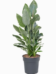 Strelitzia reginae Toef 120 cm
