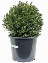 Taxus baccata Bol (45) 65 cm