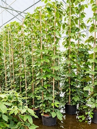 Tetrastigma Pyramide 350 cm
