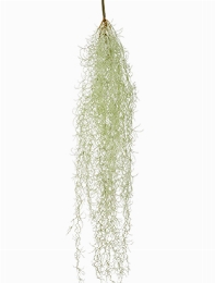 Tillandsia hair Hanging Bush Grey