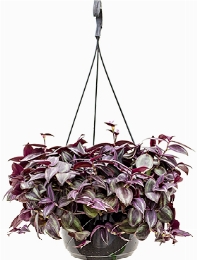 Tradescantia zebrina Hanger Paars 25 cm