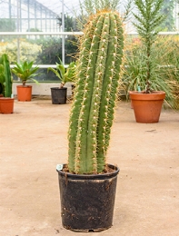 Trichocereus terschechii 1pp (100-110) 110 cm