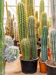 Trichocereus terschechii 2-3pp (130-140) 140 cm