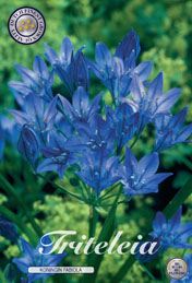 Triteleia Koningin Fabiola met 5 zakjes verpakt a 20 bollen