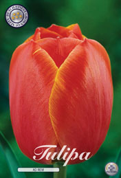 Tulp Ad Rem met 5 zakjes verpakt a 10 bollen