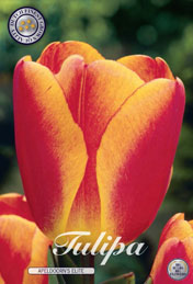 Tulp ApeldoornS Elite met 5 zakjes verpakt a 10 bollen