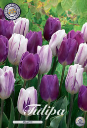 Tulp Atlantic met 5 zakjes verpakt a 10 bollen