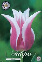 Tulp Ballade met 5 zakjes verpakt a 10 bollen